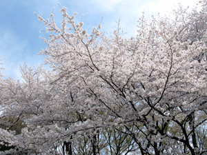 sakuras